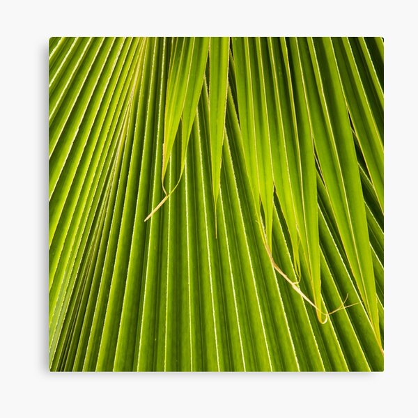 Palm Frond Canvas Print