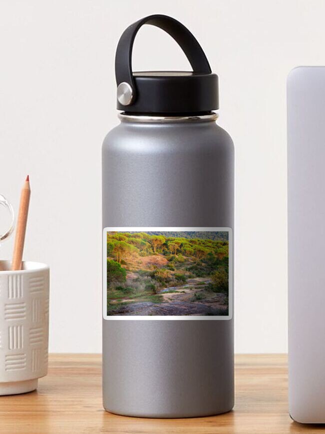 Thumbnail 1 of 3, Sticker, Parasol pines forest under the sunset light designed and sold by patmo.