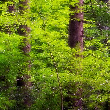 Artwork thumbnail, Forest glow by patmo