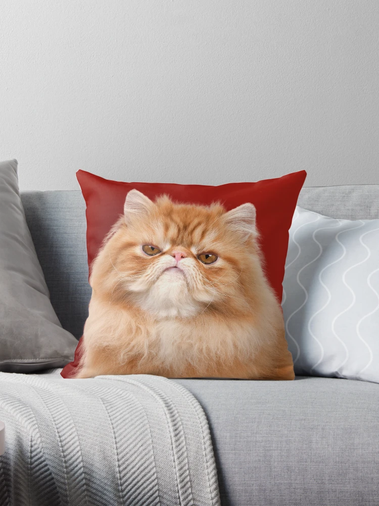 Grumpy Red Persian Cat Pillow for Sale by ArdeaOnline Redbubble