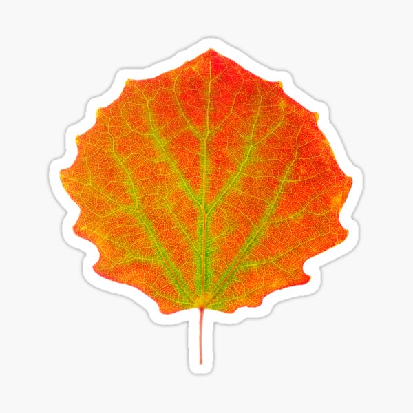Item preview, Red aspen leaf designed and sold by 6hands.