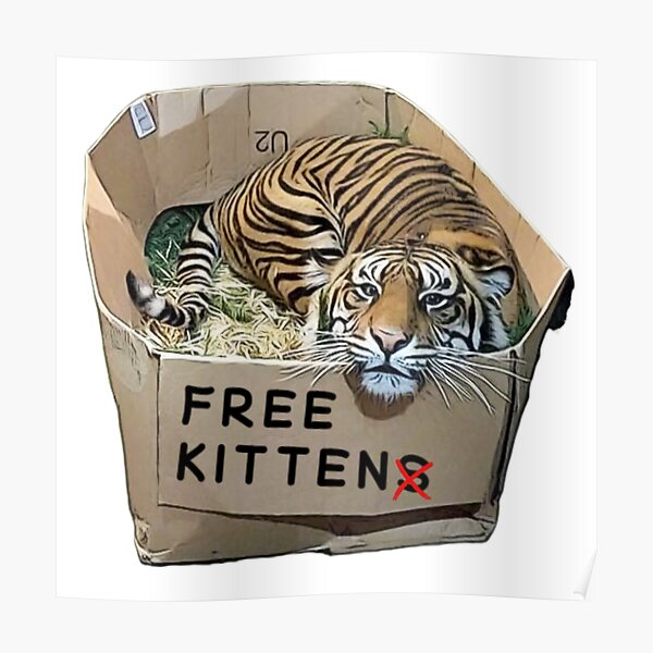 Free kittens, funny tiger cat