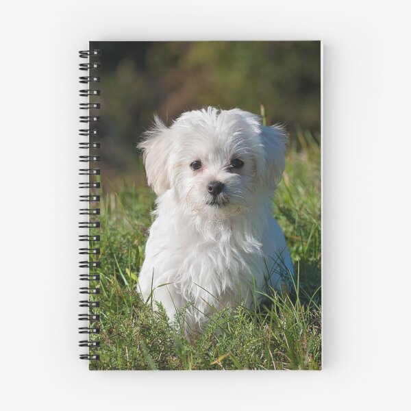 Item preview, Maltese Dog Portrait designed and sold by OByD.