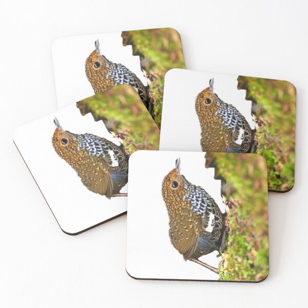 Item preview, Scaly-breasted wrens are small birds. The mouth is long, straight and slender, with a slightly curved tip and no beard designed and sold by zenger2021.