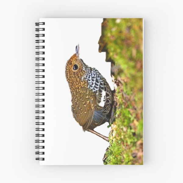 Item preview, Scaly-breasted wrens are small birds. The mouth is long, straight and slender, with a slightly curved tip and no beard designed and sold by zenger2021.
