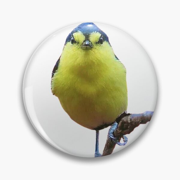 Item preview, White eye shape: The full length of an adult bird is about 10 to 11 cm, and the standing height is about 3 to 4 cm designed and sold by zenger2021.