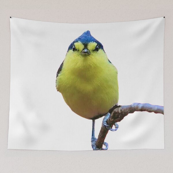 Item preview, White eye shape: The full length of an adult bird is about 10 to 11 cm, and the standing height is about 3 to 4 cm designed and sold by zenger2021.