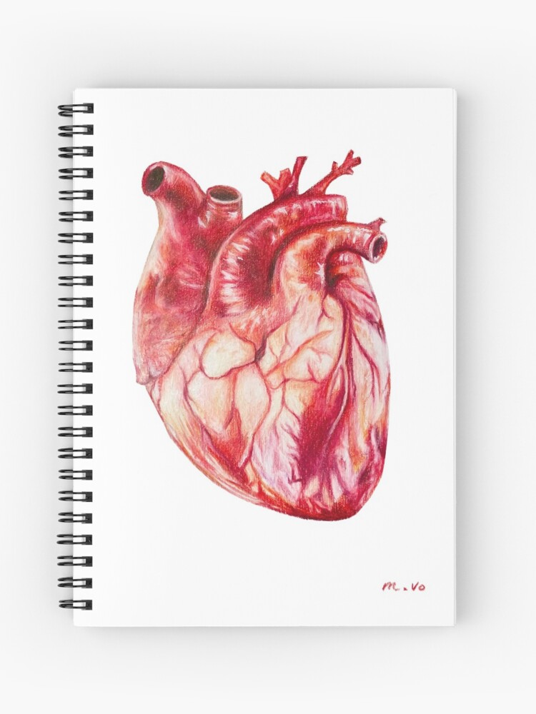 Human Heart Stock Illustrations – 184,134 Human Heart Stock Illustrations,  Vectors & Clipart - Dreamstime