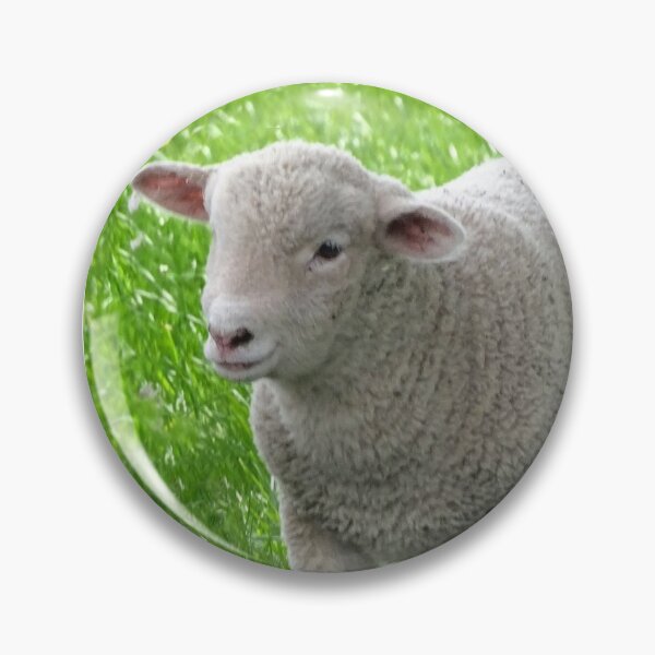 Download Baby Lamb Pins And Buttons Redbubble