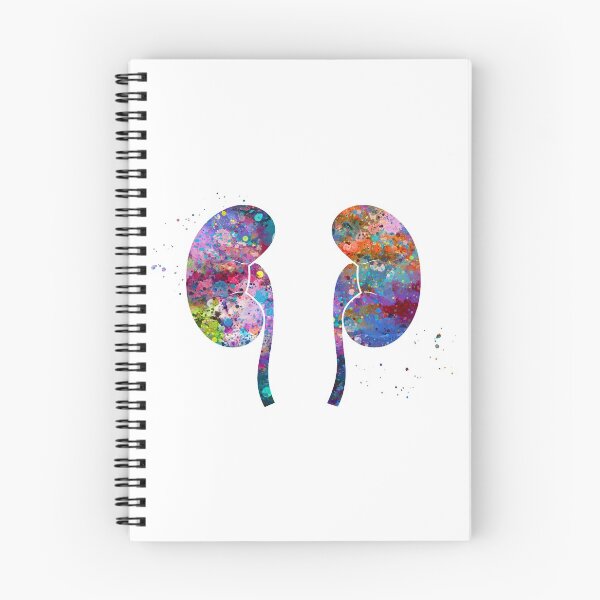 Item preview, Kidneys Anatomy designed and sold by EvasDreams.