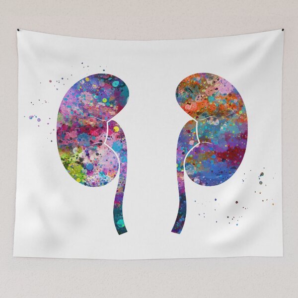 Item preview, Kidneys Anatomy designed and sold by EvasDreams.