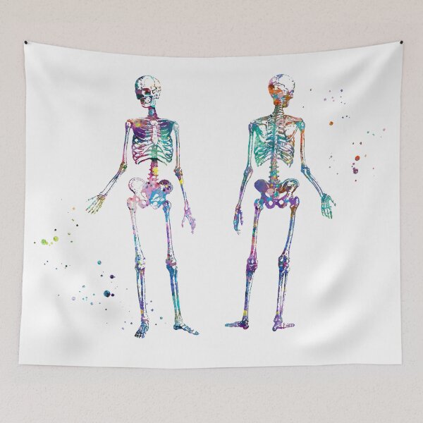 Item preview, Posing Skeleton Anatomy Front and Back View designed and sold by EvasDreams.