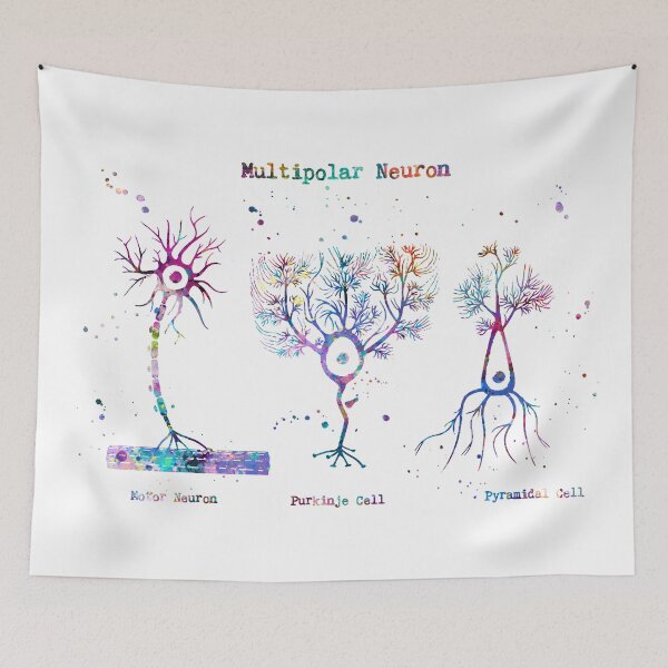 Item preview, Multipolar Neuron Types Anatomy designed and sold by EvasDreams.
