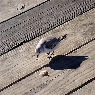 Artwork thumbnail, Sanderling by TC-Has-Riddles