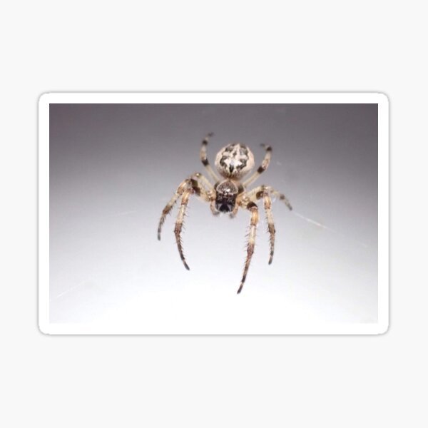 Aperçu de l'œuvre Sillon Orbweaver créée et vendue par TC-Has-Riddles.