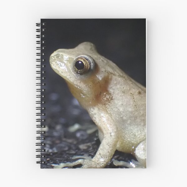 Item preview, Mr. Mackelroy the Spring Peeper designed and sold by TC-Has-Riddles.