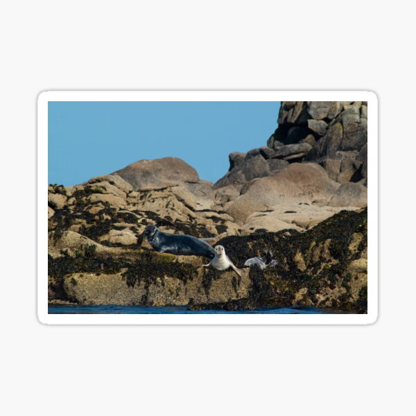 Item preview, Curious Seals, Isles of Scilly designed and sold by time-wornPhoto.