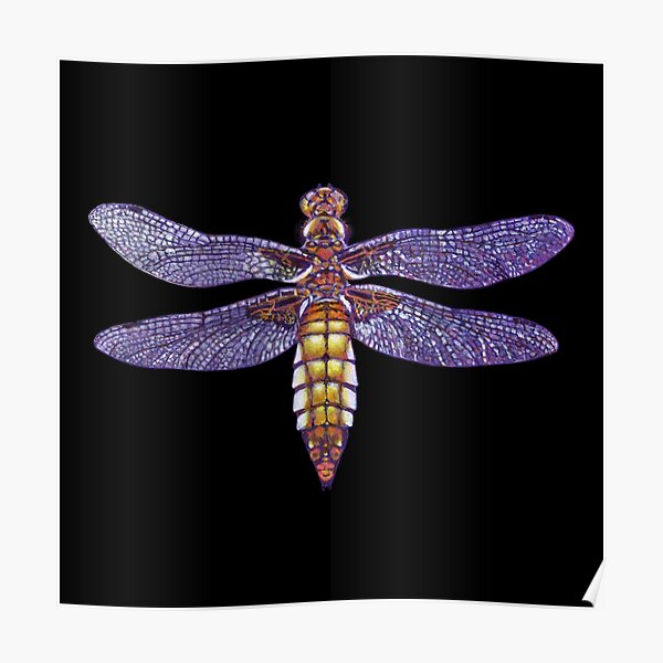 Dragonfly broad bodied chaser painting2 Poster