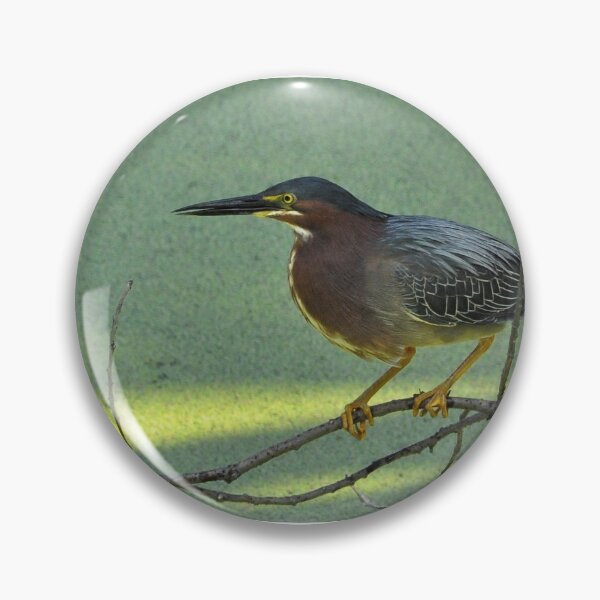 Item preview, Green Herron  photo designed and sold by mikemcglashon.