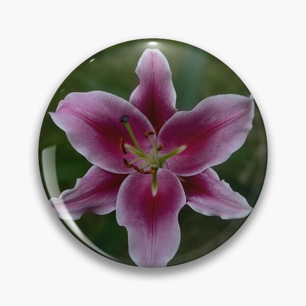 Item preview, Stargazer Lilly designed and sold by Linton Laidley.