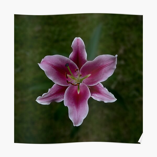 Stargazer Lilly Poster