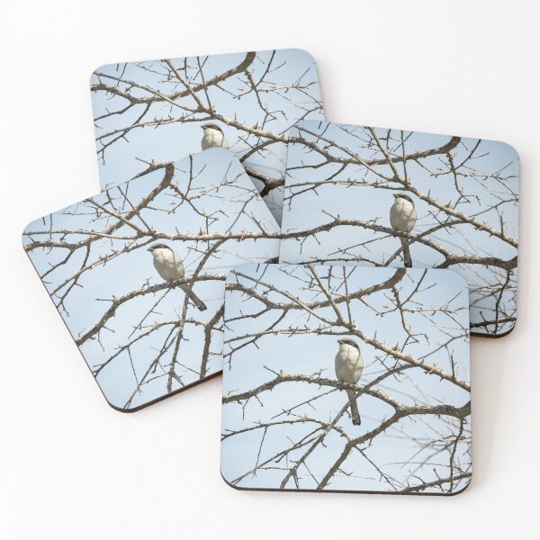 Item preview, Loggerhead Shrike designed and sold by LostBird.