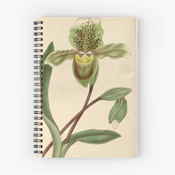 Item preview, Paphiopedilum insigne (as Cypripedium insigne) Curtis' 62 (N.S. 9) pl. 3412 (1835) designed and sold by EsotericBotanic.