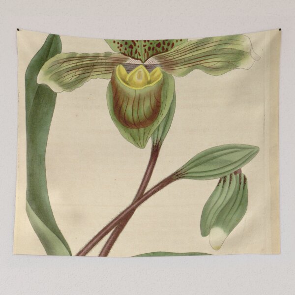 Item preview, Paphiopedilum insigne (as Cypripedium insigne) Curtis' 62 (N.S. 9) pl. 3412 (1835) designed and sold by EsotericBotanic.