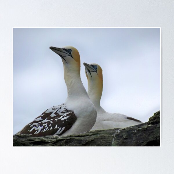 Item preview, Gannets designed and sold by Lynn Bolt.