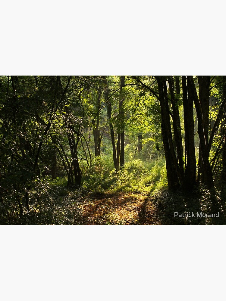 Summer light in the forest by patmo
