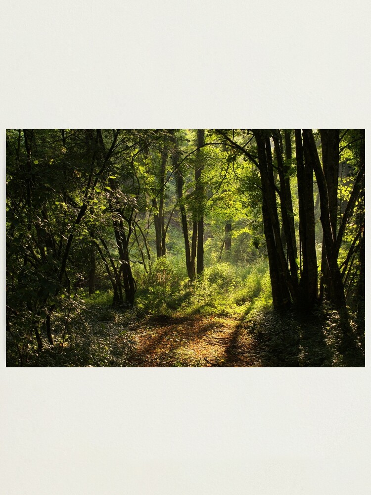 Alternate view of Summer light in the forest Photographic Print