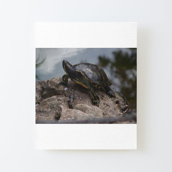 Red-eared Terrapin Canvas Mounted Print