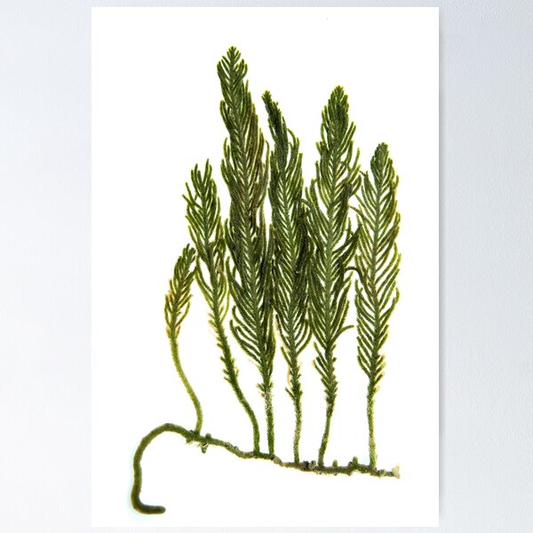 Item preview, Seaweed #20 designed and sold by dPhoto9.