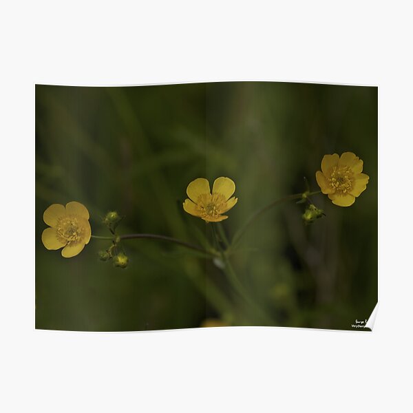 Three Meadow Buttercups - Burntollet Woods, County Derry Poster
