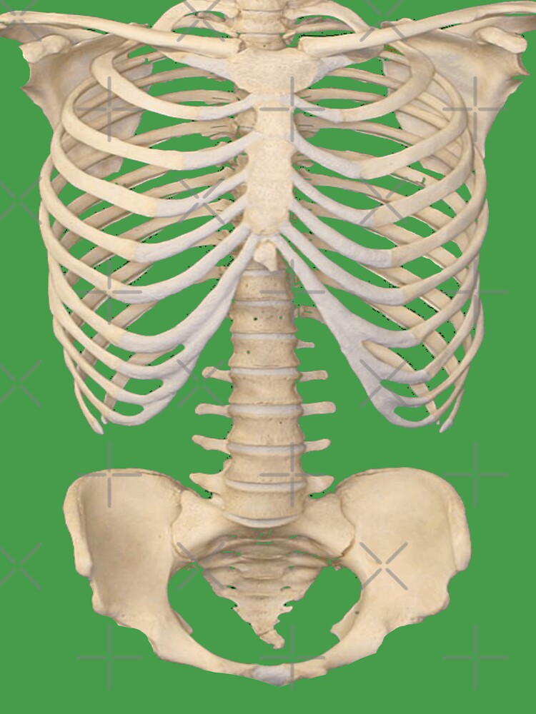 Gothic Skeletons Skulls Anatomy Bones Ribcage Printed Bell Bottom Flare  High Waist Leggings