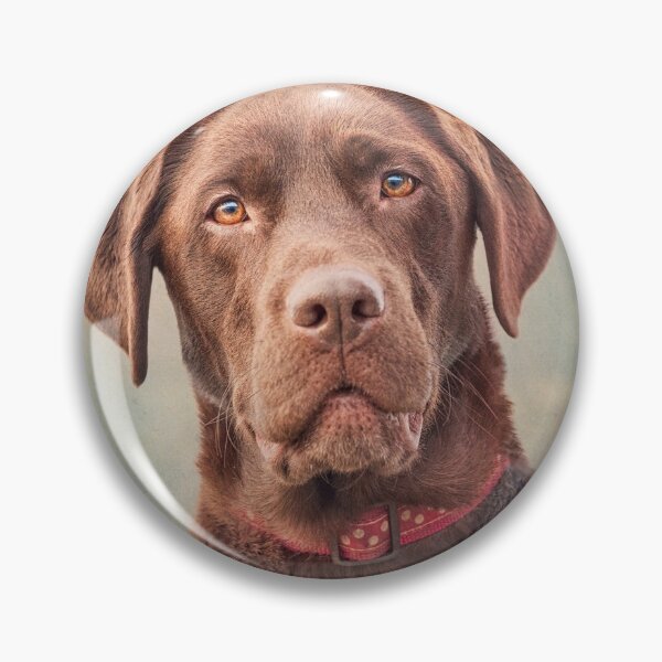 Item preview, Beautiful Chocolate Labrador designed and sold by John Dewar.