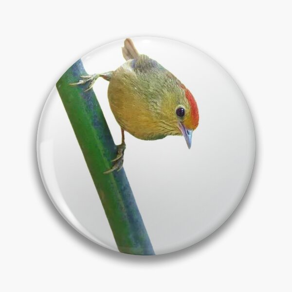 Item preview, The red-headed mountain is a small wild bird with a total length of about 11 cm. It is petite and cute designed and sold by zenger2021.