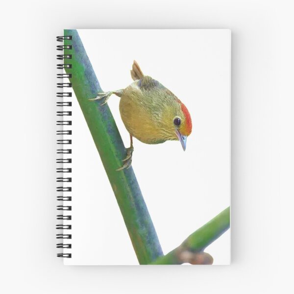 Item preview, The red-headed mountain is a small wild bird with a total length of about 11 cm. It is petite and cute designed and sold by zenger2021.