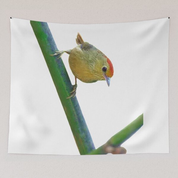 Item preview, The red-headed mountain is a small wild bird with a total length of about 11 cm. It is petite and cute designed and sold by zenger2021.