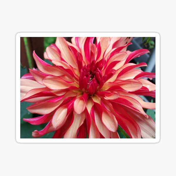 Dahlia Blossom (Red/Peach) Sticker
