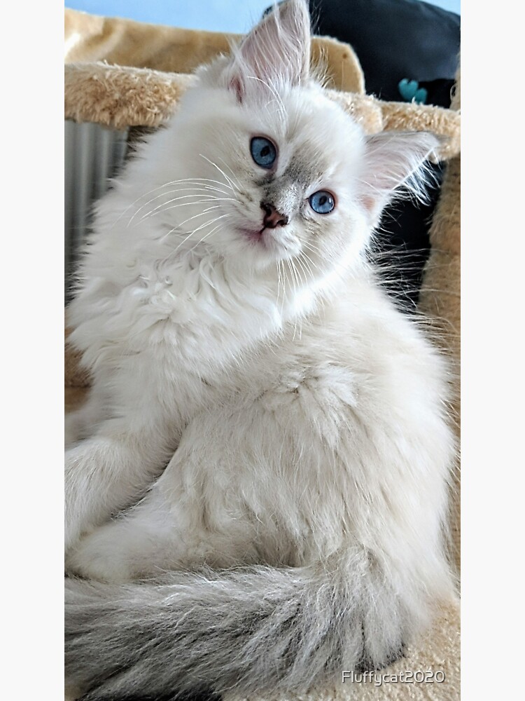 Lynx hot sale ragdoll kitten