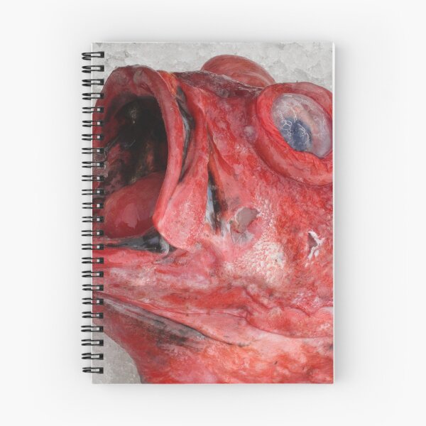 Item preview, red rock cod designed and sold by David Chesluk.