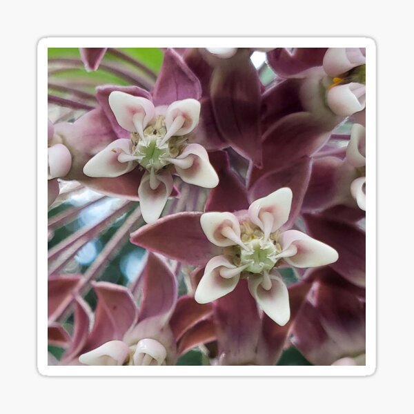 Milkweed Blossoms Sticker