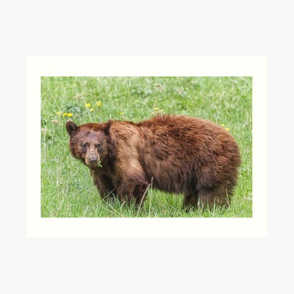 Cinnamon bear Art Print