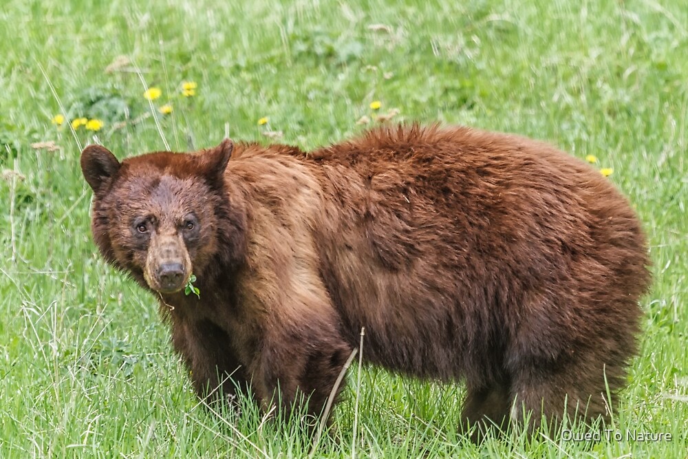 "Cinnamon bear" by Owed To Nature Redbubble