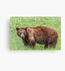 Cinnamon bear Canvas Print