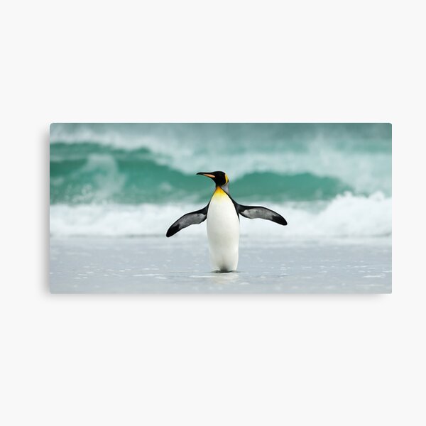 Artikel-Vorschau von  Panorama, Breitbilddrucke, Wandteppiche, Wandteppiche, Überwurfdecken, Bettdecken, Bettbezüge, Duschvorhänge, Pinguine drucken, Pinguin-Poster, Pinguin-Wandkunst, Pinguin-Kunst, Ozean, designt und verkauft von eyesight4vision.