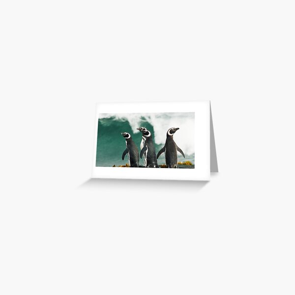 Artikel-Vorschau von  Panorama, Breitbild-Drucke, Wandteppiche, Wandteppiche, Überwurfdecken, Bettdecken, Bettbezüge, Duschvorhänge, Pinguin-Druck, Pinguin-Poster, Pinguin-Wandkunst, Pinguin-Kunst, Ozean, Vogelarten, designt und verkauft von eyesight4vision.