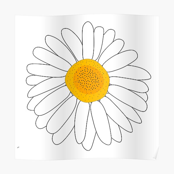Daisy flower drawing Poster