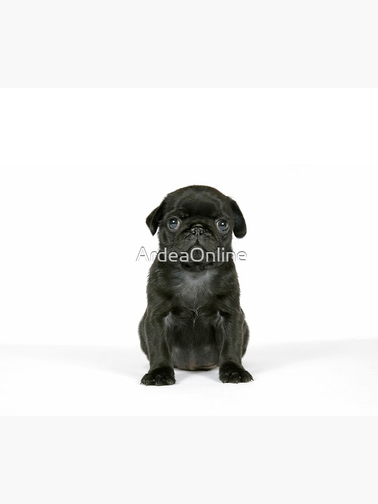 Cute Black Pug puppy